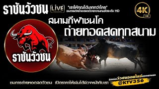 คลิปวัวชนย้อนหลัง สนามกีฬาชนโคนครตรัง 07 สิงหาคม 2567 (คู่ที่7)