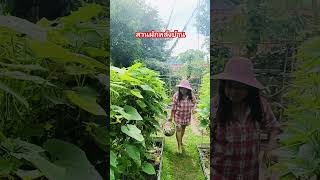 #สวนผักหลังบ้าน #garden #ปลูกผักกินเองง่ายๆ #ผักสวนครัว #vegetables #ผักปลอดสารพิษ