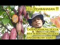 Full pembahasan‼️ cara menanam dan merawat kakao tanpa sambung pucuk agar berbuah lebat #fypyoutube