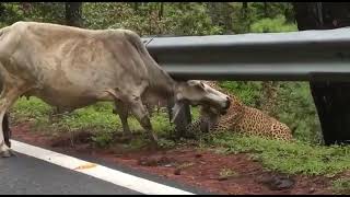 Leopard बाघ (तेंदुआ) ने किया सड़क पर गाय का शिकार Pauri Garhwal Uttrakhand #  Video Viral