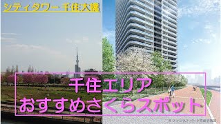 【シティタワー千住大橋】千住エリアおすすめ桜スポットご紹介動画　住友不動産のマンション