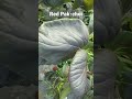 Red Pak-choi