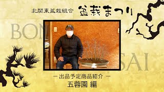 【鹿沼市花木センター】出品盆栽紹介 モミジ  / 那須五葉松  五蓉園【盆栽まつり2022】