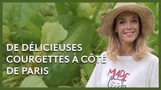 La courgette d'Ile-de-France - Les potagers de Julie - 08/10/2022