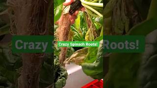 Crazy Hydroponic Spinach Roots