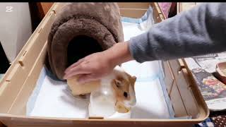 モルモットが楽しく走り回る愉快なプイプイ#かわいい #happy #youtube