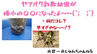 ヤフオクの闇、詐欺幼虫がまさかの極小〇〇だった！！