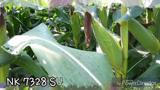 PETANI SUKSES - Episode NK 7328 SUMO (75 HST)