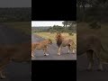 rejected and confused – this lion’s reaction is priceless 😂🤣 shorts lion