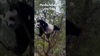 Super Agile panda! Almost falls while climbing aTree! #panda #funny #animals