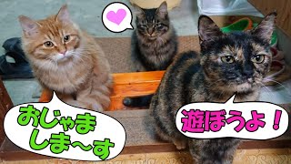 【野良猫】家の中へ上がって来て自由を満喫する面白い猫　【猫の壺】