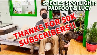 SPECIES SPOTLIGHT: PADFOOT \u0026 LUCY: THANKS FOR 50K!