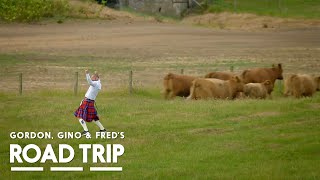 Chasing After Cattle! 🐄 | Gordon, Gino and Fred: Road Trip