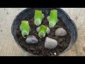 how to plant aloe vera from leaf cuttings