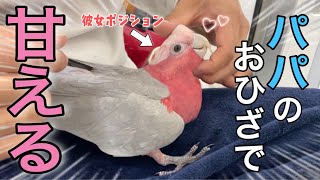 パパが好き過ぎて彼女ヅラで甘えるオウムが可愛過ぎました‥！【モモイロインコ】