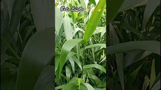 కొండ చీపురు 🧹🧹🧹 #nature #shorts #ytshorts