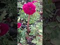 rose plant summer care റോസ് ചെടിയുടെ വേനൽക്കാല പരിചരണം rosevilla