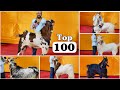 Top 100 Andul Goats of MD Goat Farm Mumbai - Ep 4