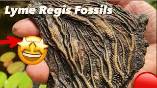 Jurassic Coast Colossal Crinoid (Part 2)