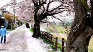 閑人の動画：４３３彦根市内の桜