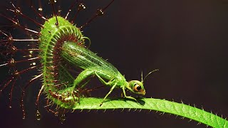 特殊な農園7選―クモの遺伝子を持つヤギから食虫植物まで