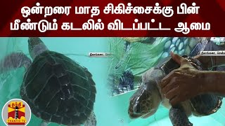 ஒன்றரை மாத சிகிச்சைக்கு பின் மீண்டும் கடலில் விடப்பட்ட ஆமை | Turtle