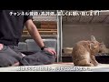 うさぎが二足歩行に憧れるとこうなります。　 no.1456