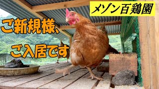 例のあの子たちが、メゾンへお引越しをしました