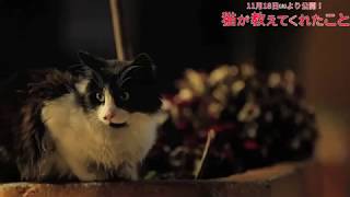 『猫が教えてくれたこと』本編映像