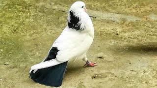 Вечер голуби на посадки. Evening pigeons sit down.