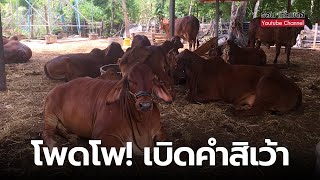 นายฮ้อย พาชมวัว | โพดโพ! สวยที่สุดตั้งแต่ถ่ายมา คนถ่ายก็ไม่รู้จะอธิบายยังไง...คิดในใจ น่าจัดสักตัวนะ