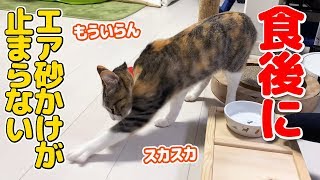 食後にエア砂かけが止まらない猫