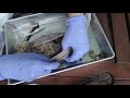 opening the mink ventral cavity