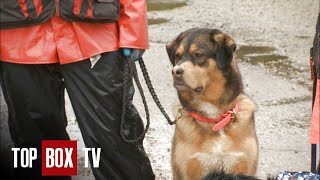 Rescue Dog Saves People In Earthquake - Pet Heroes - Nose For Trouble