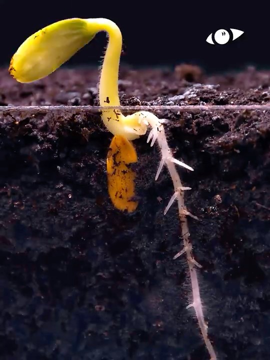 Root Growth Timelapse Shorts Youtube