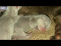 【カワウソ】カワウソの赤ちゃん 成長記録1日目｜otter babies growth record day 1