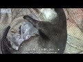 【カワウソ】カワウソの赤ちゃん 成長記録1日目｜otter babies growth record day 1