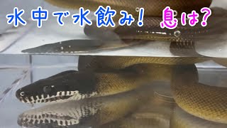 アルバーティスパイソンノーザンの水飲みがかわいい【蛇の水飲み】♦️Water-drinking snake　Leiopython albertisii