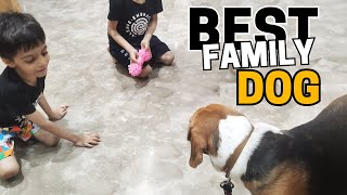 Why Beagles are Perfect Family Dogs?