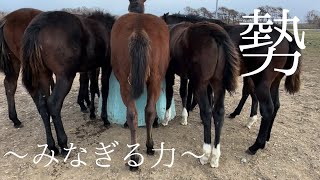 【当歳牡馬の放牧地】　個性豊かな面々が冬を感じております☘️☘️