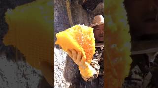 Extreme Lucky Moments 🎉 | Harvesting Honey 🍯 from Beehive EP26 😮 #shorts #trending #satisfying