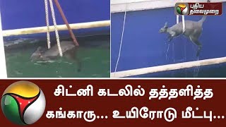 சிட்னி கடலில் தத்தளித்த கங்காரு... உயிரோடு மீட்பு... | Kangaroo Rescue | Sydney Sea