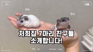 [vlog] 우리집 7마리 친구들 소개 | 구독자요청영상 | 피그미다람쥐 | 골든햄스터 | 미니비숑 | 말티푸 | 햄스터집꾸미기 | 햄테리어는 재밌지만 힘드러ㅎㅎ