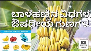 ಬಾಳೆ ಗಿಡ ಮಹತ್ವ, ವಿಧಗಳು ಉಪಯೋಗಗಳು,( ಪವಿತ್ರ ವೃಕ್ಷಗಳು)@samvardhikachannel3435