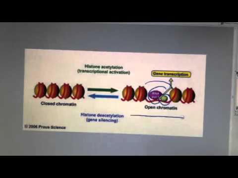 Histone Acetylation Youtube
