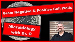 Gram Positive and Gram Negative Bacterial Cell Walls: Microbiology