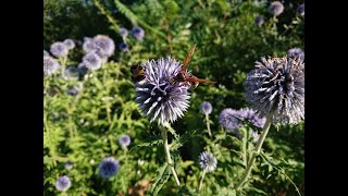 Astern (Blüte im August, September, Oktober)