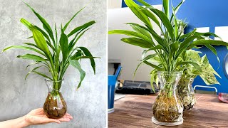 Amazing and unique idea so beautiful tabletop plant