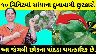 ફક્ત ૨ પાંદળાથી સાંધાના દુખાવા , કમર ,હાથ પગના દુખાવા ઠીક થશે | આકડાના છોડના ફાયદા | aak plant