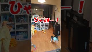 【しゃべる猫】ダッシュする猫ワンツースリー #Shorts